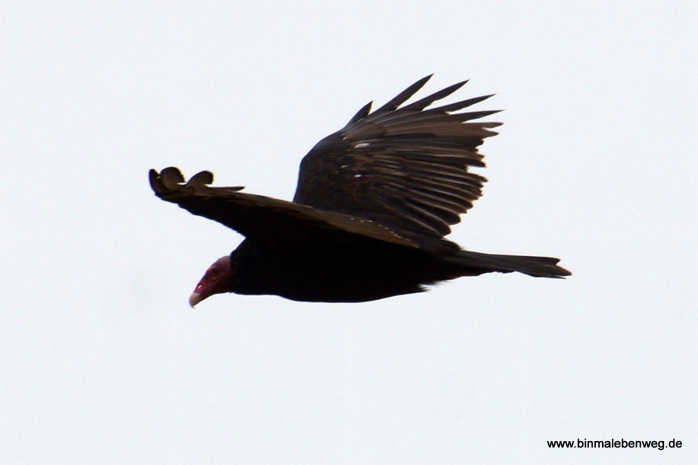 Die Flügelspannweite des Truthahngeiers beträgt bis zu zwei Meter - binmalebenweg