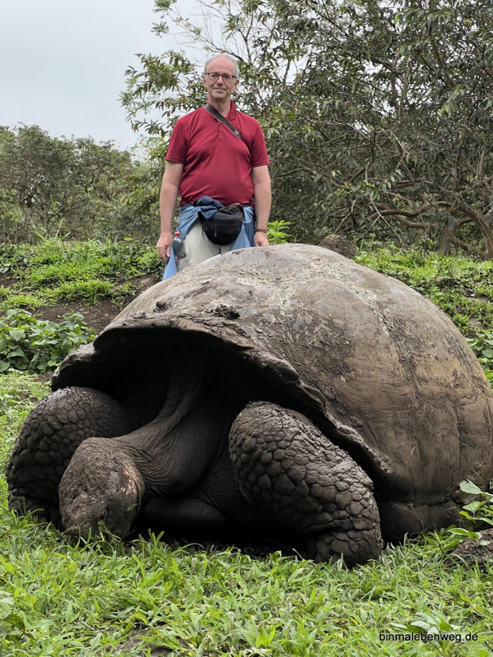 Galapagos-Riesenschildkröte
