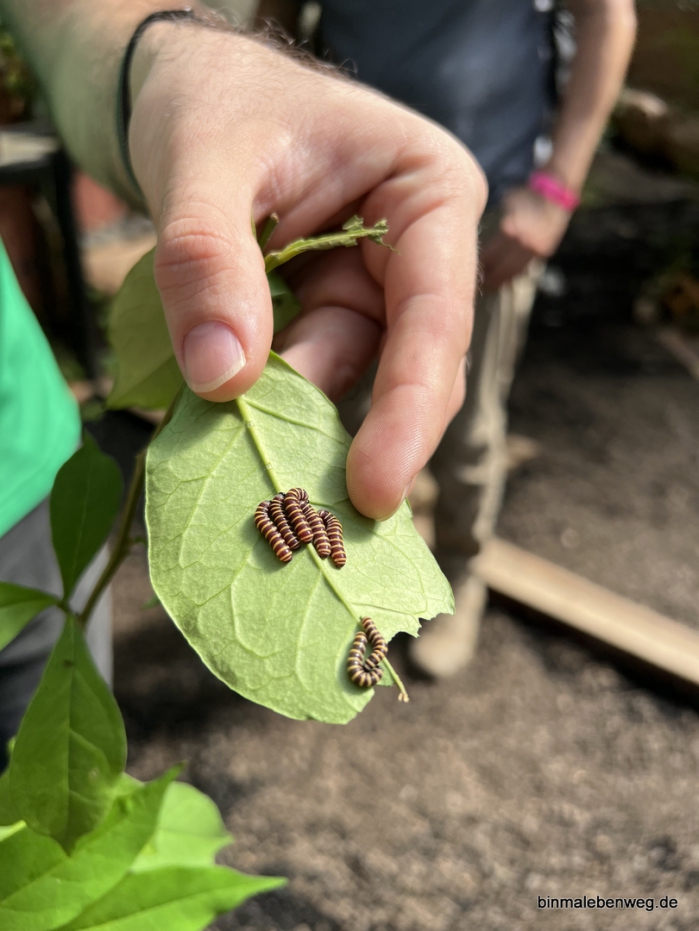Schmetterlingsfarm Mindo
