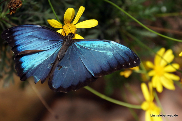 Schmetterlingsfarm Mindo: Morpho Poleides