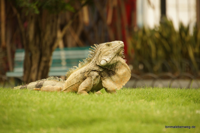 Leguan im Parque Bolivar (Dom)