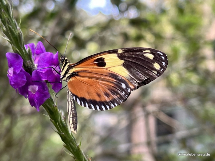 Schmetterlingsfarm Mindo: Panaus plexippus