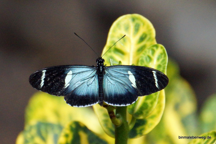 Schmetterlingsfarm Mindo: Heliconius sara
