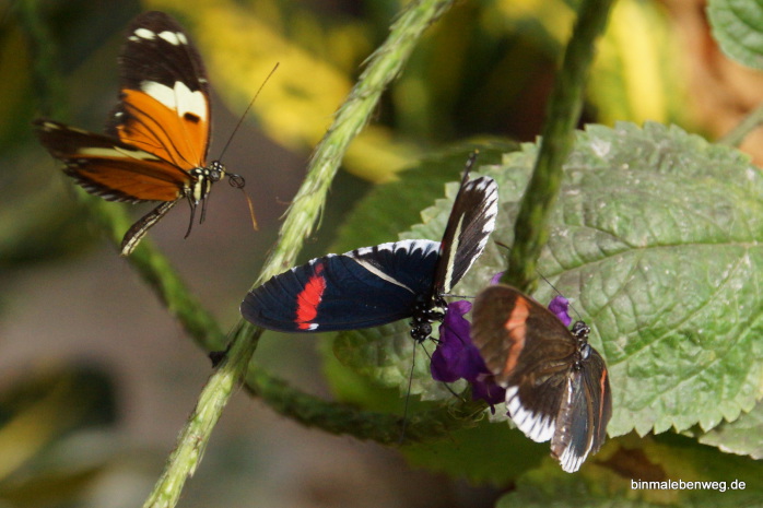 Schmetterlingsfarm Mindo: Heliconius ismenius, Heliconius sara (schwarz-rote Variante) Heliconius numata bicoluratus