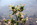 Ingapircas