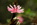 Papallacta: Blumen