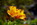 Papallacta: Blumen