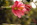 Papallacta: Blumen