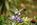 Papallacta: Blumen