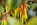 Papallacta: Blumen