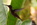 Mindo: Kolibri