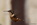 Mindo: Kolibri