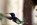 Mindo: Kolibri