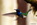 Mindo: Kolibri