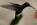 Mindo: Kolibri